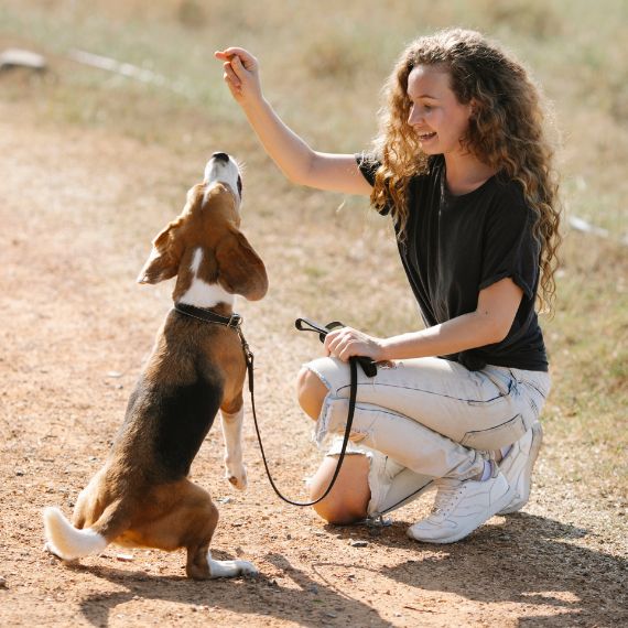 woman training her beagle puppy using treats outdoors with a long dog lead