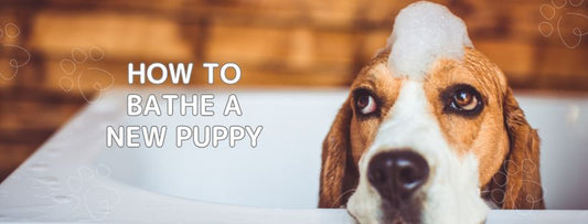 A Comprehensive Guide for First-Time Owners on Bathing Your New Puppy - Peppy Puppy