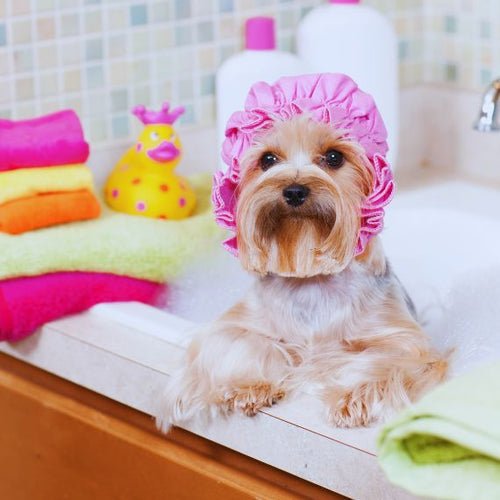 Puppy bath time in pink shower cap