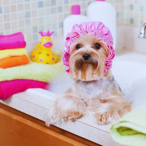 Bathing Your New Puppy: A Comprehensive Guide for First-Time Dog Owners - Peppy Puppy