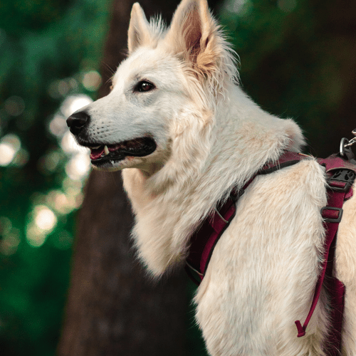 How to Choose the Best Puppy Harness: A Comprehensive Guide. - Peppy Puppy