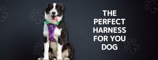 How to Choose the Perfect Harness for Your Puppy? - Peppy Puppy