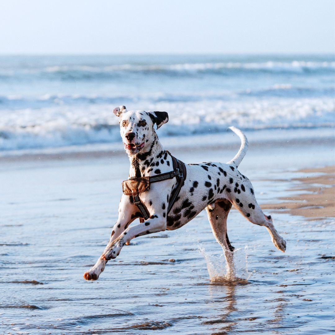 Happy dog off leash running running in the beach