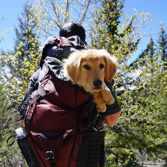 puppy in hiking backpack during mountain trek