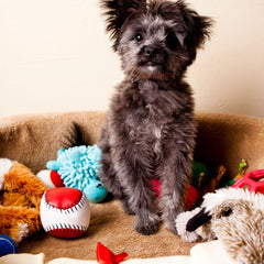 Puppy with interactive dog toys and plush puppy toys