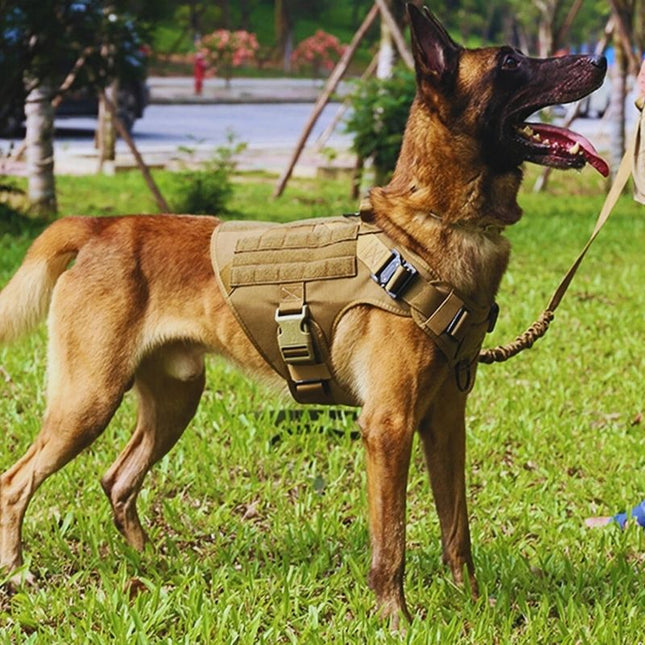 Belgian Malinois wearing tactical dog harness UK outdoors