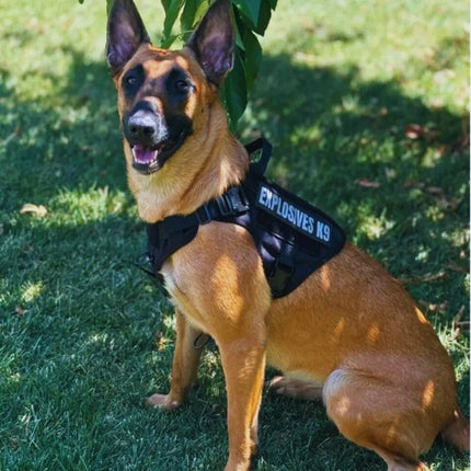 Belgian Malinois wearing tan no pull service dog harness UK
