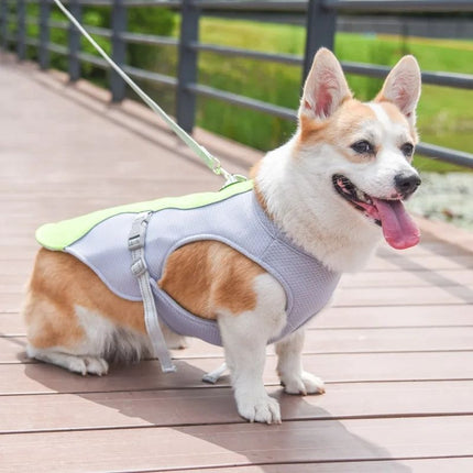 Corgi in a breathable summer dog vest UK resting on a sunny bridge walk, staying cool and safe.