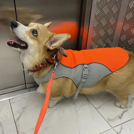 Corgi wearing orange ChillTail Pro reflective dog vest before summer walk
