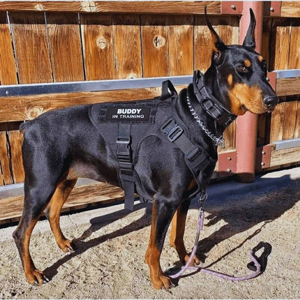 Doberman in black tactical training dog harness with patches