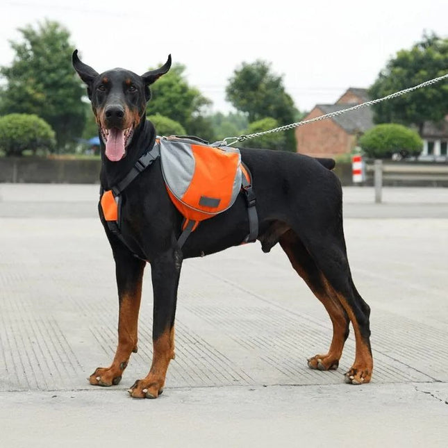 Doberman wearing orange reflective backpack for outdoor walks