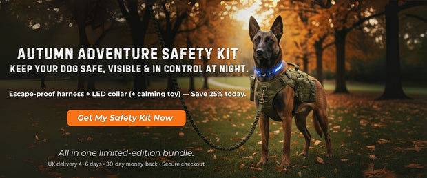 Belgian Malinois wearing escape-proof ValorK9 harness and GlowTrack LED safety collar in a UK autumn park, part of the limited-edition Autumn Adventure Dog Safety Kit bundle.