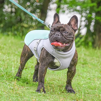 French Bulldog in breathable dog cooling vest for UK heatwave walks