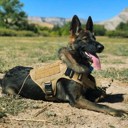 German Shepherd in_tan military style tactical dog harness