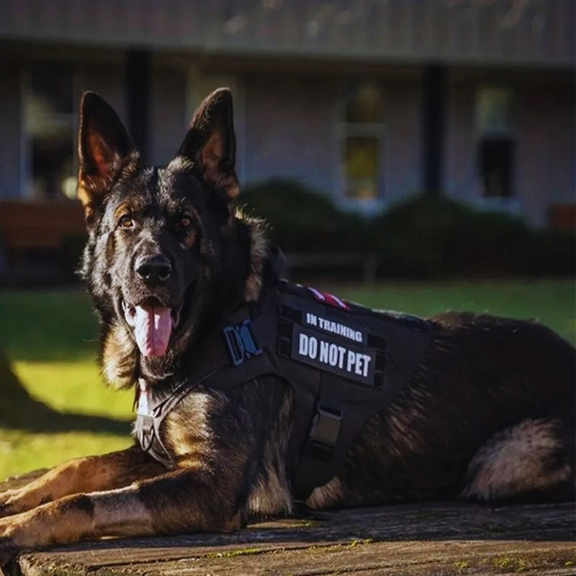 German Shepherd service dog vest with Do Not Pet patch