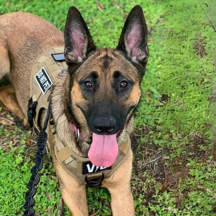 K9 Malinois in black explosives detection dog harness UK