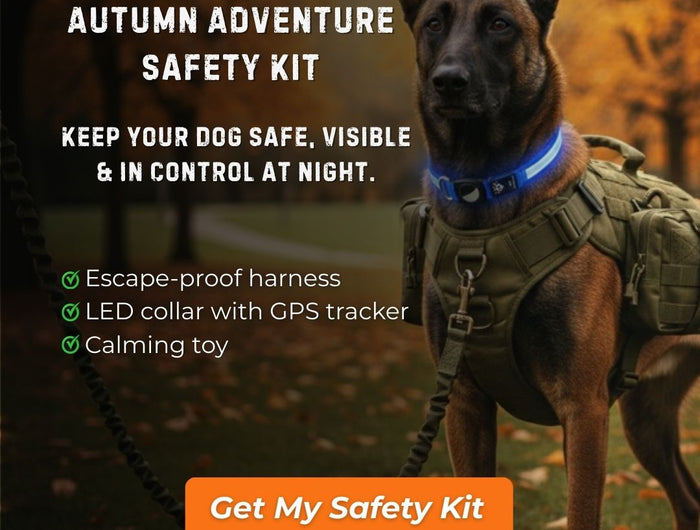 Dog wearing ValorK9 escape-proof tactical harness and GlowTrack LED safety collar, featured in the Autumn Adventure Dog Safety Kit bundle for safe night walks in the UK.