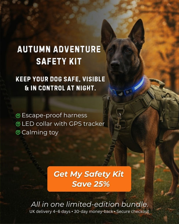 Dog wearing ValorK9 escape-proof tactical harness and GlowTrack LED safety collar, featured in the Autumn Adventure Dog Safety Kit bundle for safe night walks in the UK.