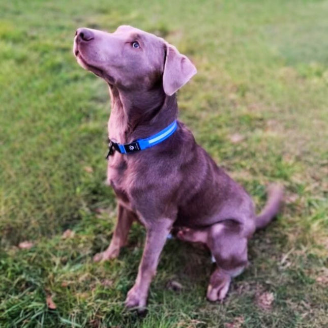 Light Up Dog Collar GlowTrack™ | Waterproof GPS Tracker for Safe Night Walks