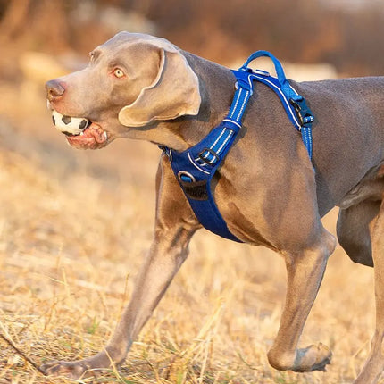 blue no pull dog harness dog walking in field