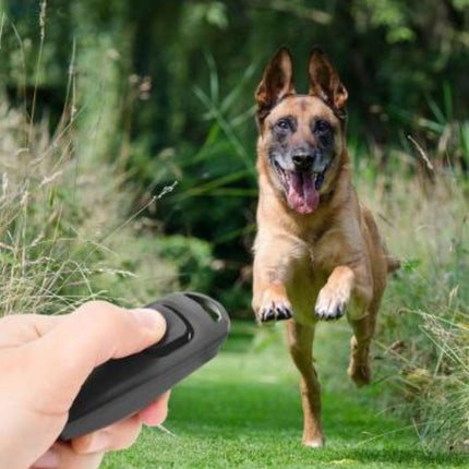 dog clicker recall training outdoor
