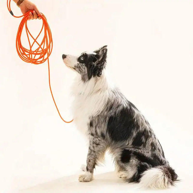 dog training lead orange long line