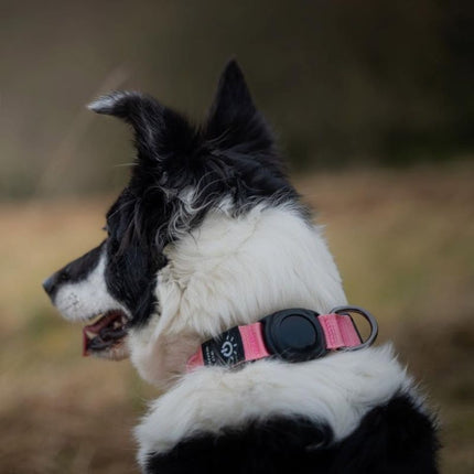 pink dog tracker collar smart tag outdoor view