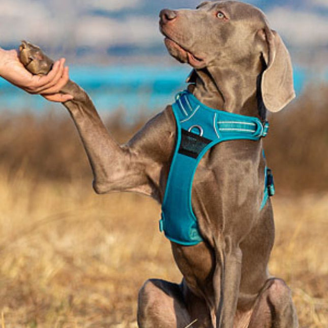 puppy dog harness on grey dog in outdoor training
