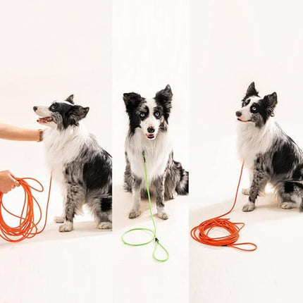 puppy recall trainingleash photo set