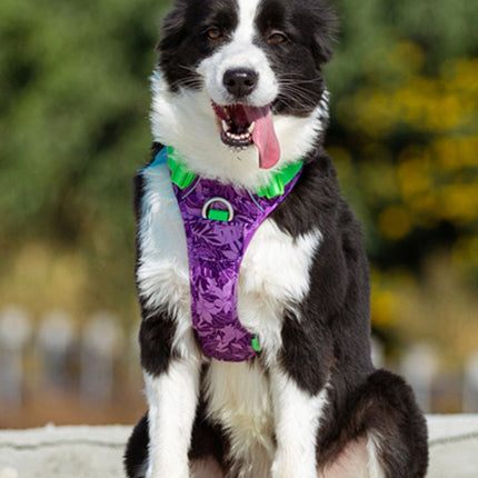 purple no pull dog harness on borde collie outdoors