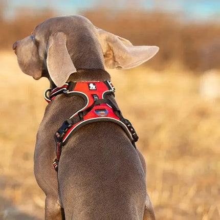 red no pull dog harness back view dog training
